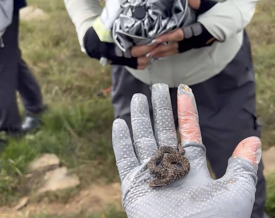 NBA篮球投注
_驴友爬山捡到小蛇后轮流抚摸 专家:是短尾蝮蛇NBA篮球投注
,有剧毒
