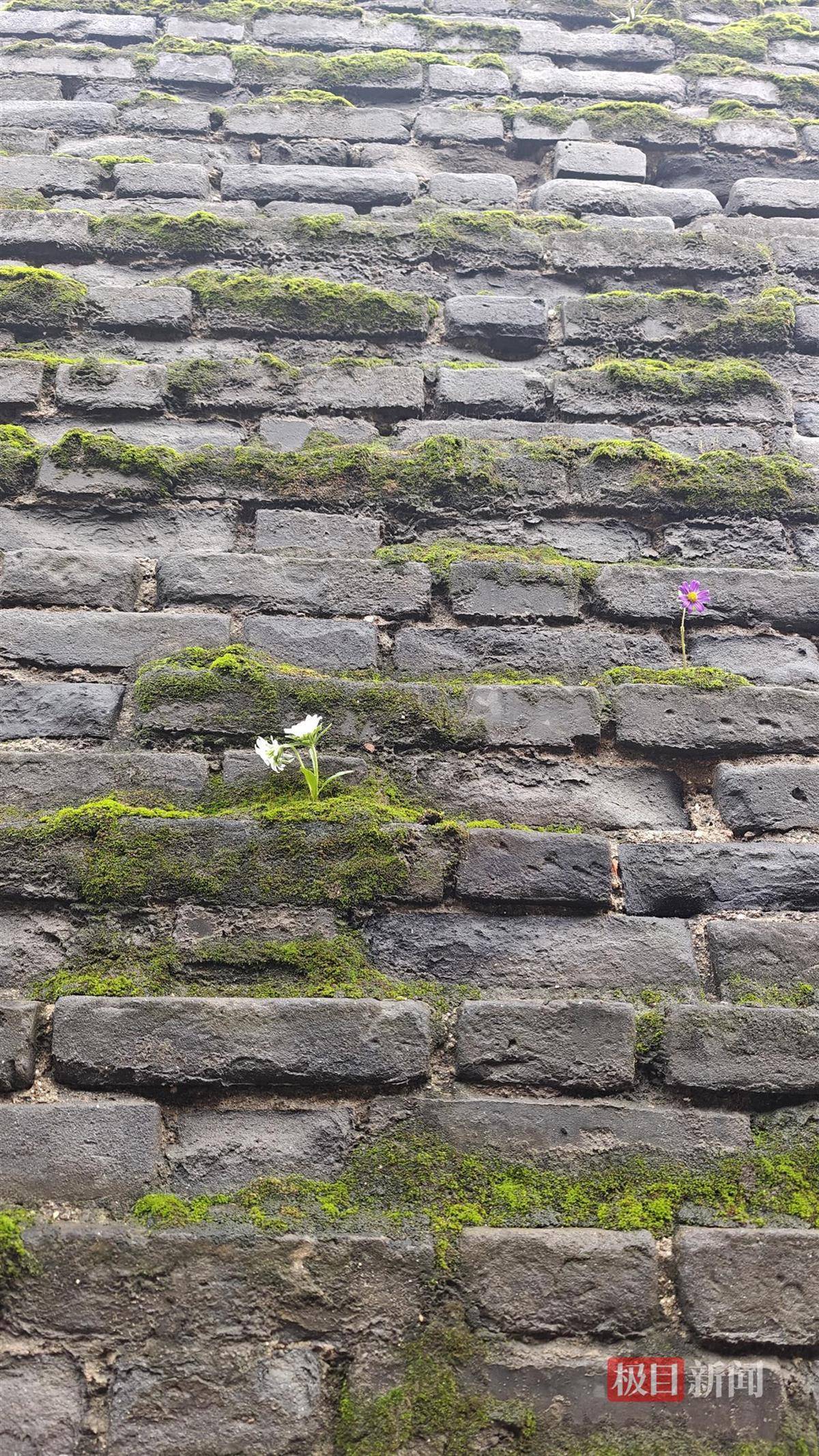怎么开皇冠信用
_西安连续一个多月降雨遍地长蘑菇怎么开皇冠信用
,大雁塔受潮,城墙布满青苔,气象局解释成因